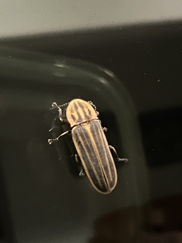 Pyractomena gamma