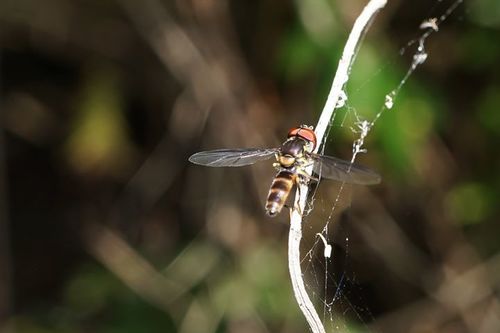 Stubby Hover Fly photo 3