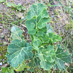 Brassica