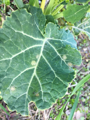 Brassica