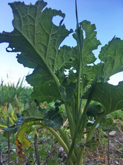 Brassica