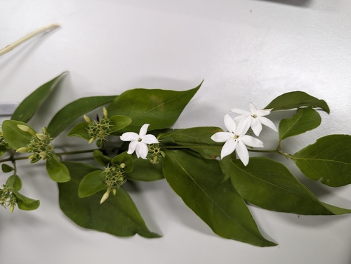Image of Jasminum elongatum by (c) Daniel Montesinos, some rights reserved (CC BY)
