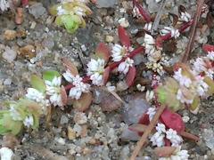 Illecebrum verticillatum