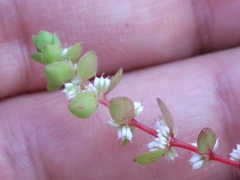 Illecebrum verticillatum