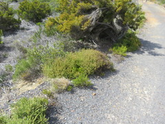 Elytropappus