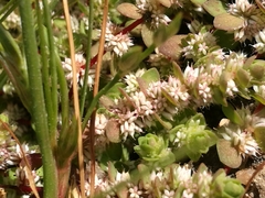 Illecebrum verticillatum