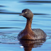 New Zealand Grebe - Photo (c) Saryu Mae, some rights reserved (CC BY), uploaded by Saryu Mae