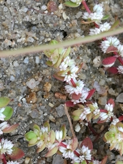 Illecebrum verticillatum