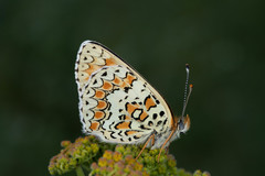 Melitaea ornata