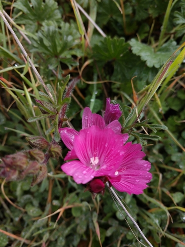 iNaturalist observation photo of checkerbloom