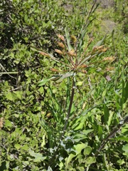 Alstroemeriaceae
