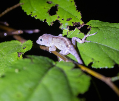 Southern Stout Anole photo 1