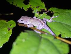 Southern Stout Anole photo 5