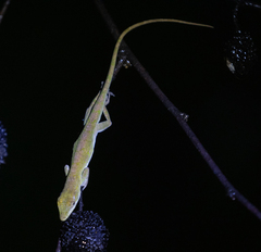 Baoruco Green Anole photo 3
