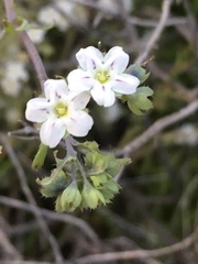 Pholistoma membranaceum