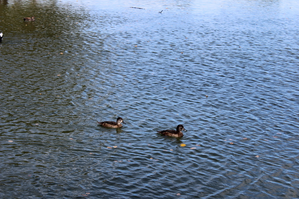 Ring-necked Duck from Sin Nombre de Col 9, Saltillo, Coah., México on ...