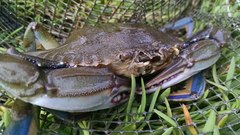 Callinectes arcuatus