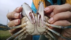 Callinectes arcuatus