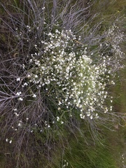 Pholistoma membranaceum