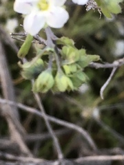 Pholistoma membranaceum