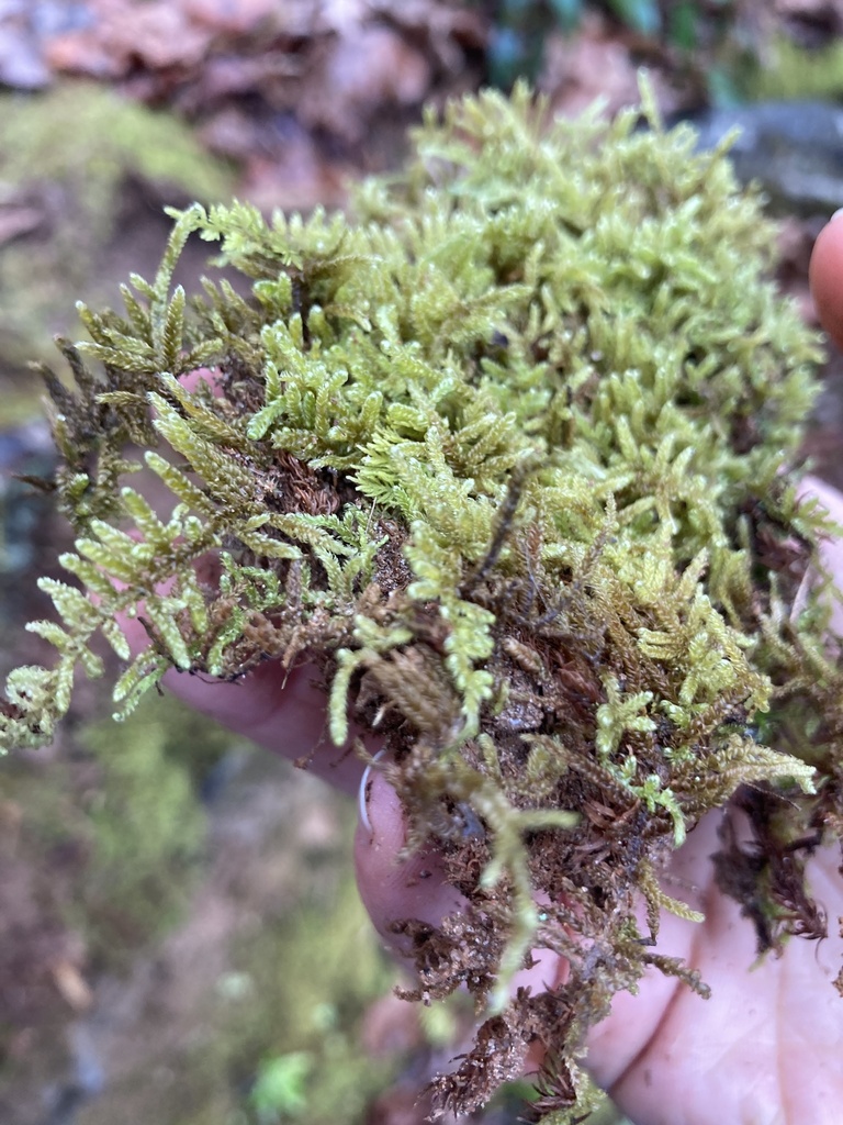 brocade moss from Oxford St, Greenville, SC, US on December 1, 2023 at