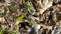 Jeffersonia diphylla