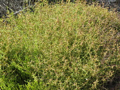 Elytropappus