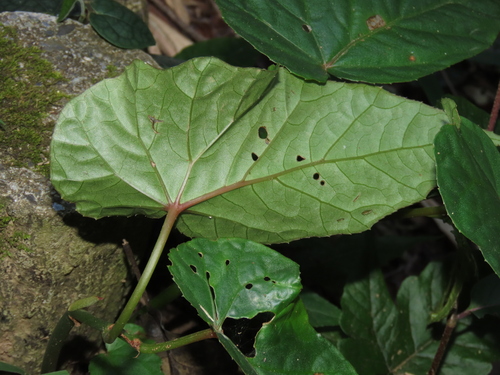 Image of Begonia longifolia by (c) chiuluan, some rights reserved (CC BY)