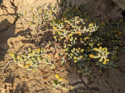 Image of Zygophyllum album by (c) Marios Thoma, some rights reserved (CC BY)
