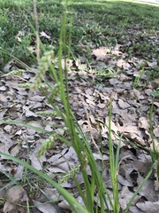 Carex cherokeensis