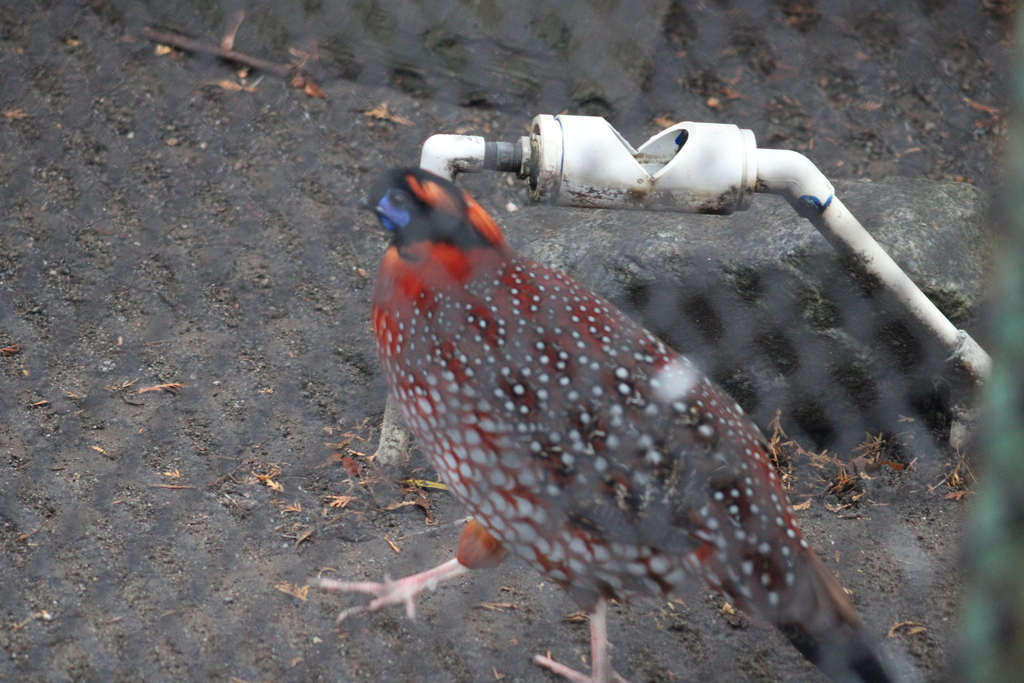 Tragopans In December 2023 By Matthew Cozart Captive Bird At The tragopans-in-december-2023-by-matthew-cozart-captive-bird-at-the