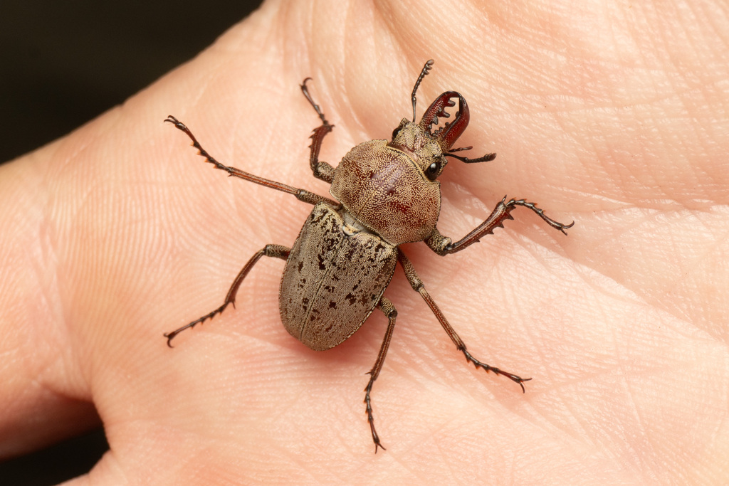 Cacostomus Squamosus From Mount Coot Tha Qld Australia On