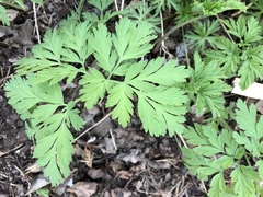 Dicentra
