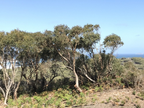 Eucalyptus willisii, photographed by an iNaturalist contributor