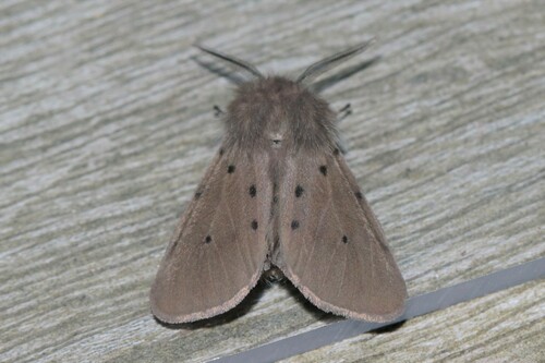 Muslin Moth, Wageningen, Nederland, photo 10 of 10