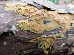 Pycnoporellus alboluteus