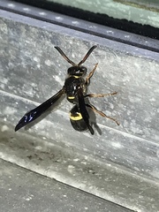 Ancistrocerus unifasciatus