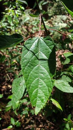Image of Mountain Wineberry (Aristotelia australasica) by (c) Andrew Thornhill, some rights reserved (CC BY)