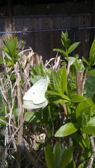 Pieris rapae