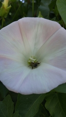 Apis mellifera