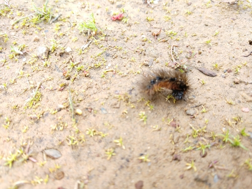 iNaturalist observation photo of Tiger Moths