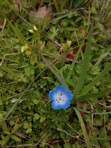 iNaturalist observation photo of Menzies' baby blue eyes