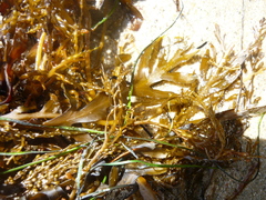 Stephanocystis