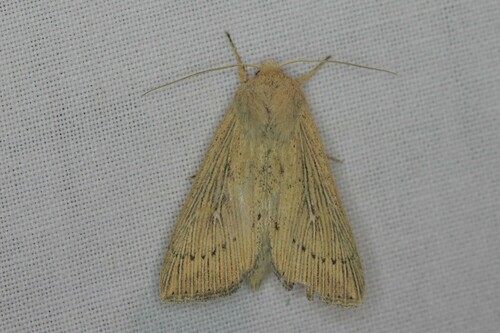 Obscure Wainscot, Wageningen, Nederland, photo 6 of 10