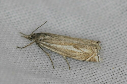 Hook-streaked Grass-veneer, Wageningen, Nederland, photo 7 of 10