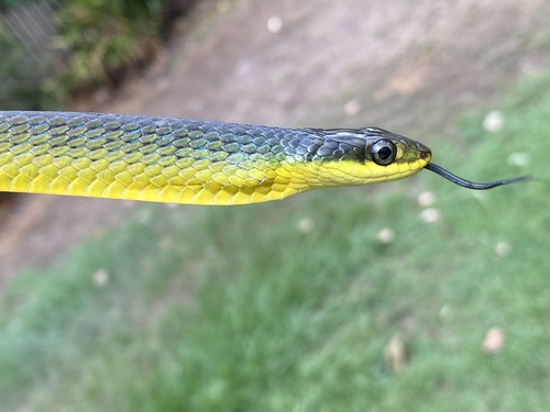 Common Tree Snake sighting
