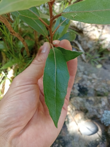 Image of Olearia cheesemanii by (c) Oscar Dove, some rights reserved (CC BY)