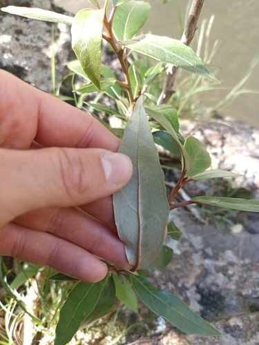 Image of Olearia cheesemanii by (c) Oscar Dove, some rights reserved (CC BY)