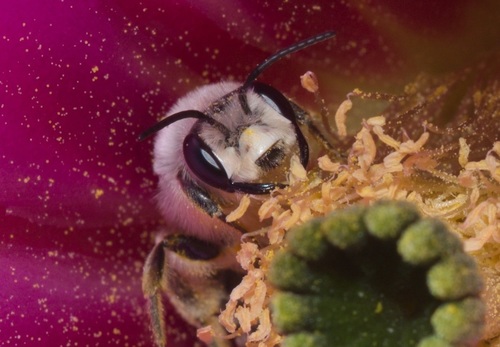 Brittlebush bee