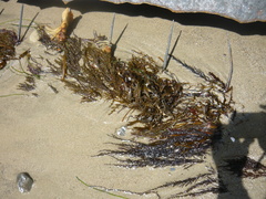 Sargassum muticum